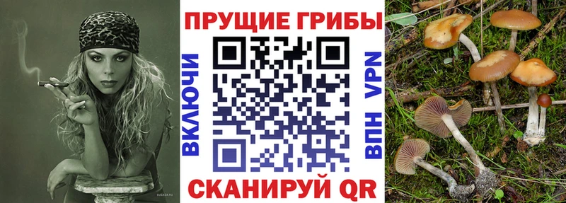 Галлюциногенные грибы Psilocybe сколько стоит Дрезна